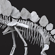 Laser scanning and 3D printing - The Natural History Museum’s new Stegosaurus 